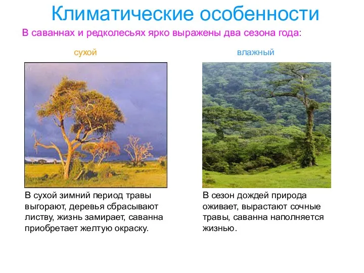 Климатические особенности В саваннах и редколесьях ярко выражены два сезона