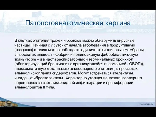 Патологоанатомическая картина В клетках эпителия трахеи и бронхов можно обнаружить