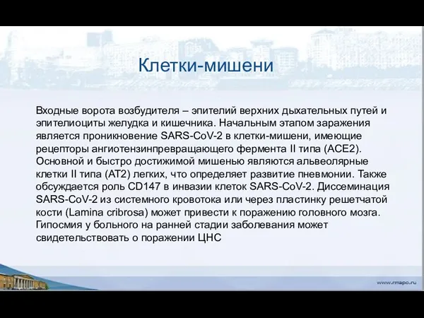 Клетки-мишени Входные ворота возбудителя – эпителий верхних дыхательных путей и