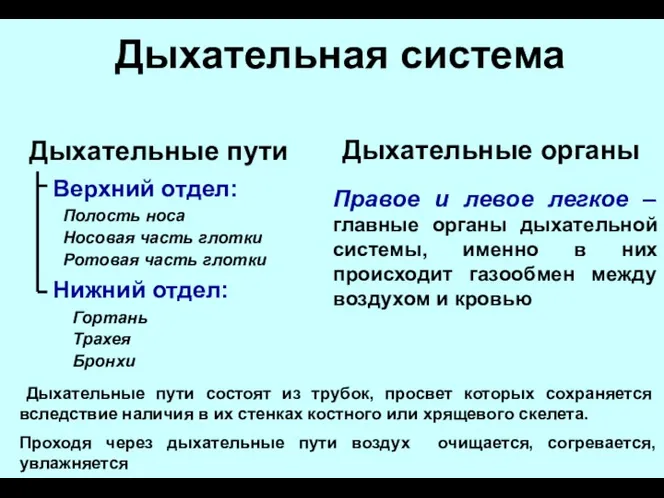 Дыхательная система Верхний отдел: Дыхательные пути Полость носа Правое и