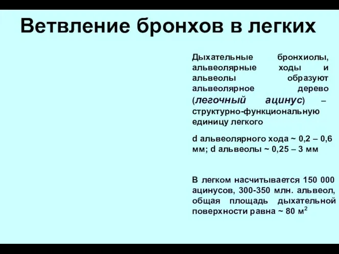 Ветвление бронхов в легких Дыхательные бронхиолы, альвеолярные ходы и альвеолы