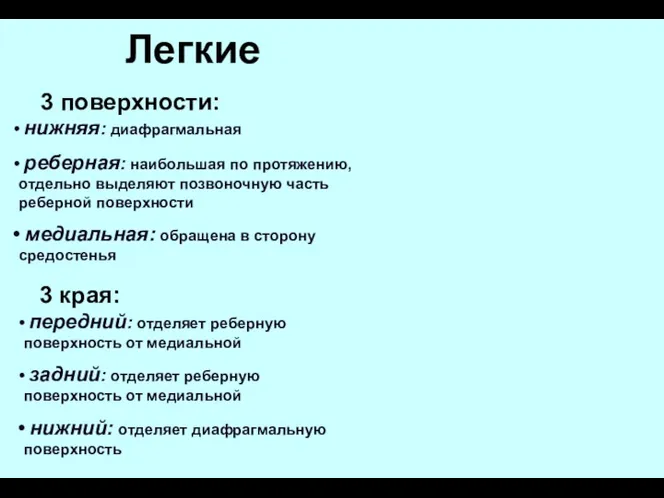 Легкие нижняя: диафрагмальная реберная: наибольшая по протяжению, отдельно выделяют позвоночную