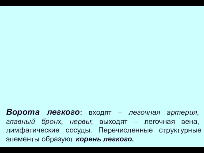 Ворота легкого: входят – легочная артерия, главный бронх, нервы; выходят