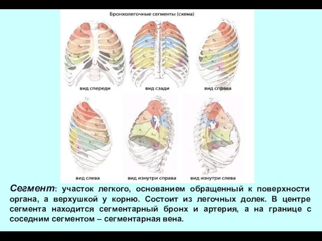 Сегмент: участок легкого, основанием обращенный к поверхности органа, а верхушкой