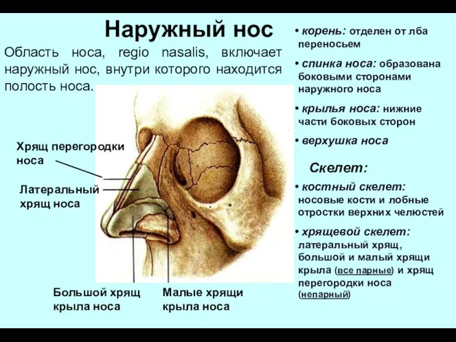 Наружный нос Хрящ перегородки носа Латеральный хрящ носа Большой хрящ