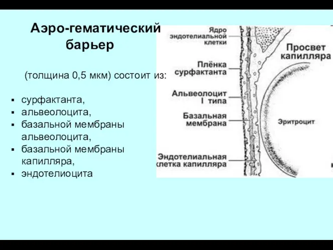 Аэро-гематический барьер (толщина 0,5 мкм) состоит из: сурфактанта, альвеолоцита, базальной мембраны альвеолоцита, базальной мембраны капилляра, эндотелиоцита