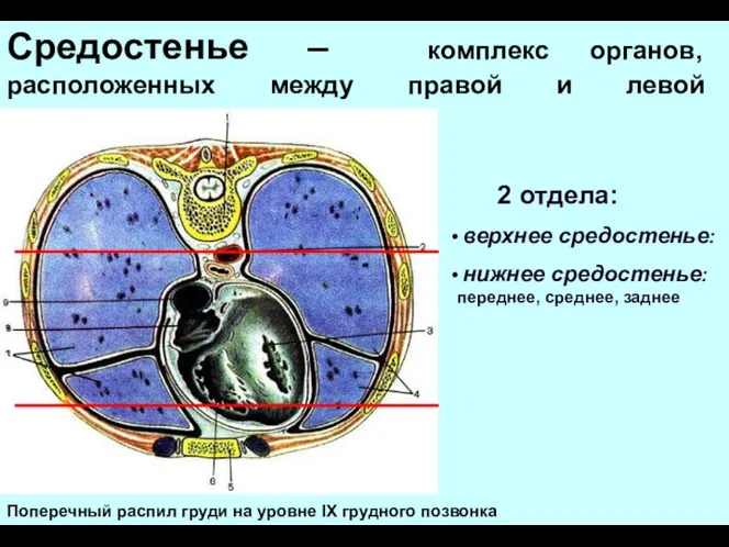 Средостенье – комплекс органов, расположенных между правой и левой плевральными