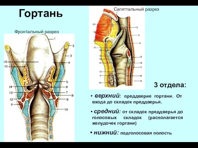 Гортань верхний: преддверие гортани. От входа до складок преддверья. средний: