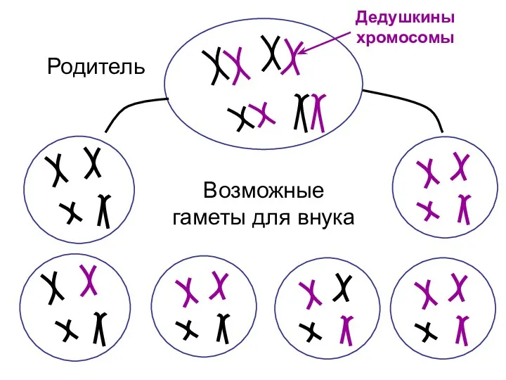 Родитель Дедушкины хромосомы Возможные гаметы для внука