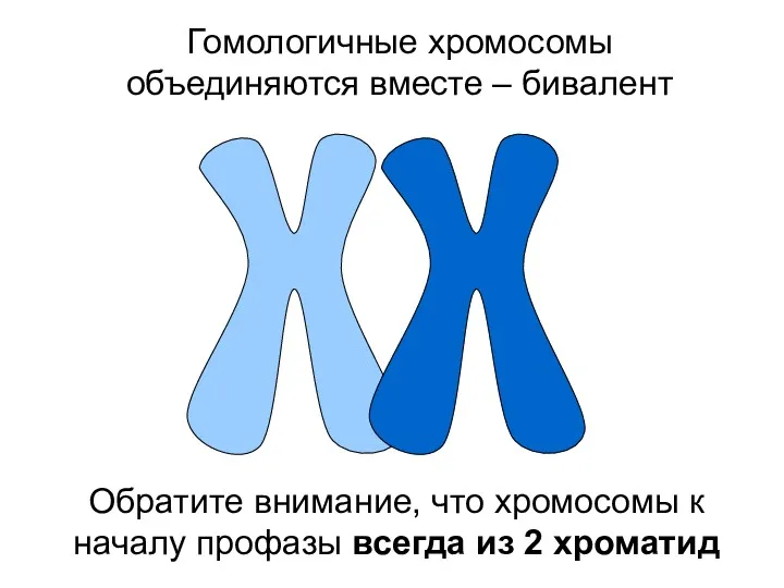 Гомологичные хромосомы объединяются вместе – бивалент Обратите внимание, что хромосомы