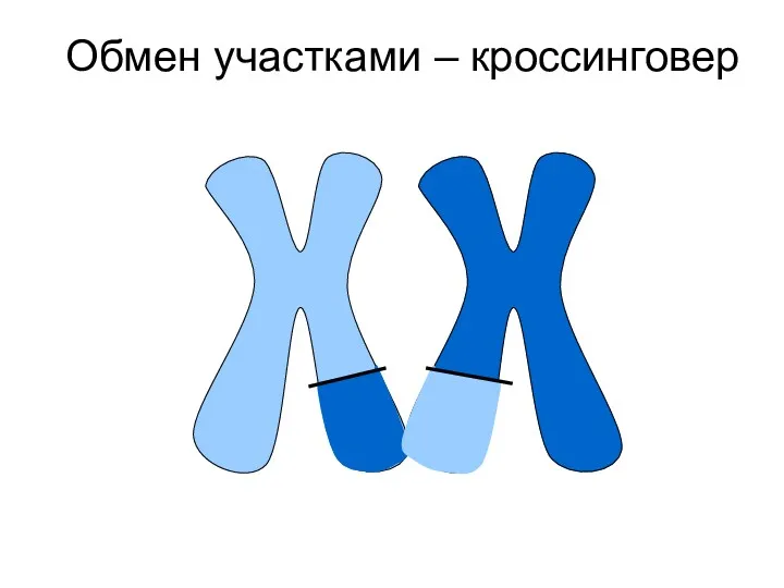 Обмен участками – кроссинговер