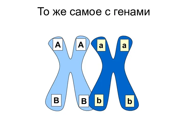 В То же самое с генами А А В b b a a