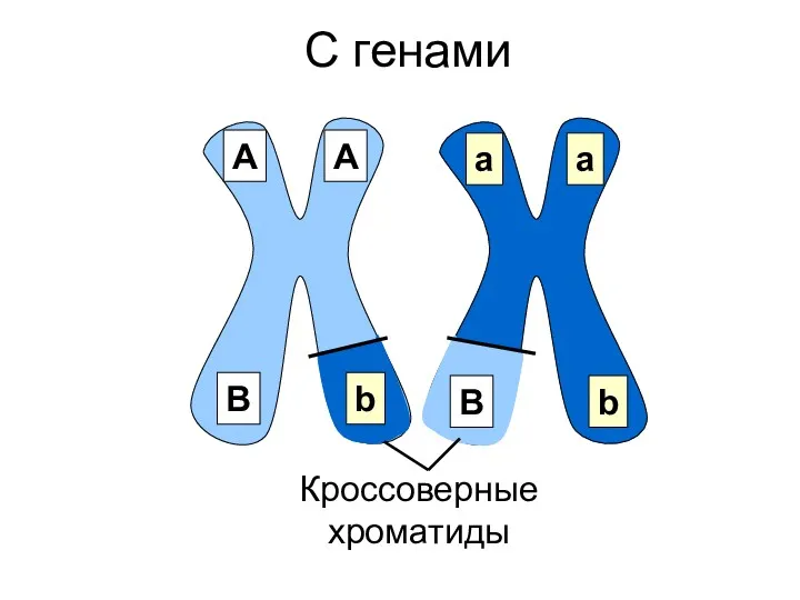 С генами А А a a В В b b Кроссоверные хроматиды
