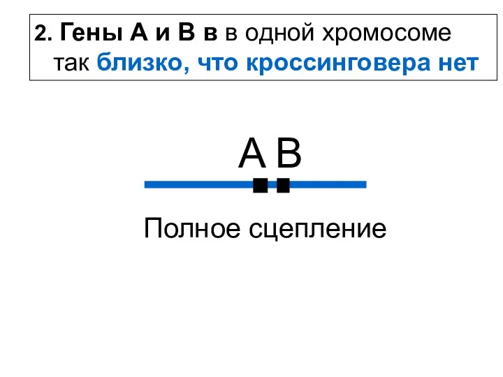 A В Полное сцепление 2. Гены А и В в в одной хромосоме