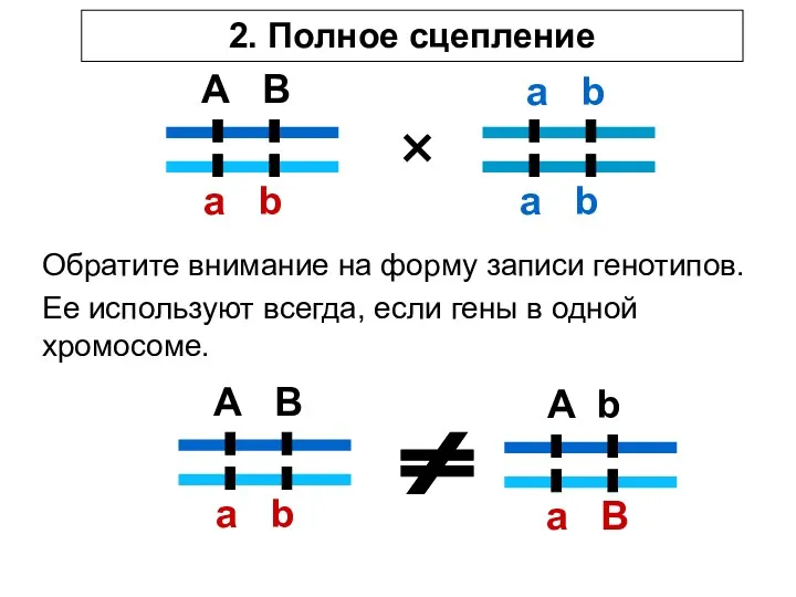 A B a b a b a b × 2. Полное сцепление Обратите