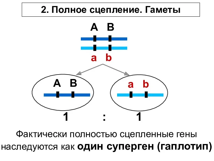 A B a b A B a b 1 : 1 2. Полное