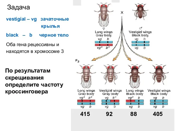 vestigial – vg зачаточные крылья black – b черное тело Оба гена рецессивны