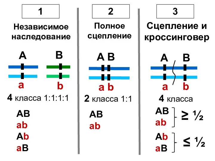 1 2 A B a b A a B b Независимое наследование Полное