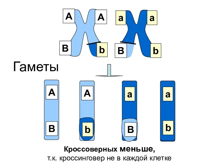 Гаметы А А a a В В b b А В А b