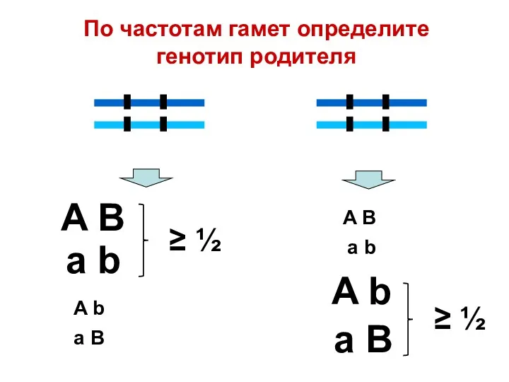 По частотам гамет определите генотип родителя A B a b A b a