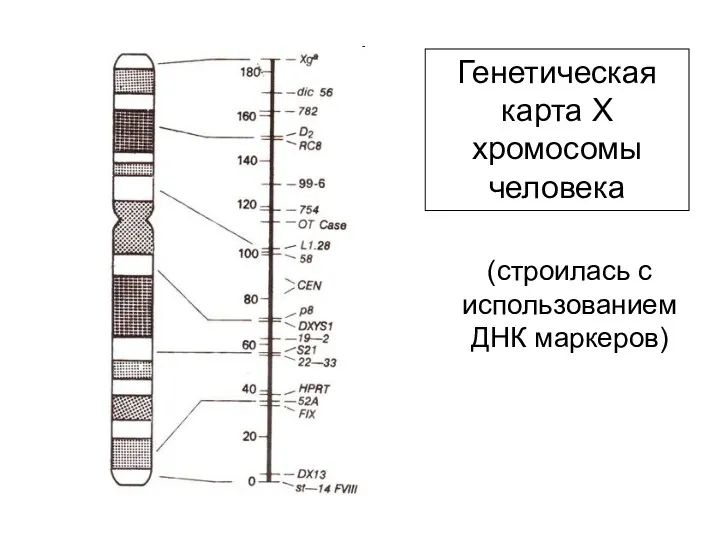 Генетическая карта Х хромосомы человека (строилась с использованием ДНК маркеров)