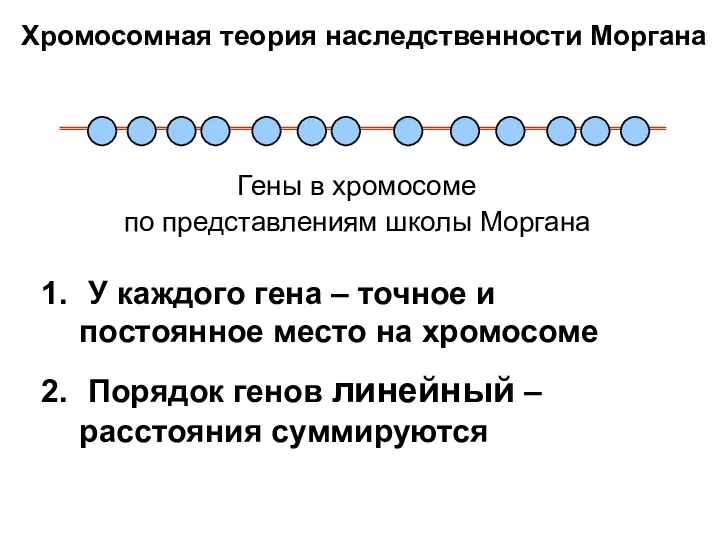 Гены в хромосоме по представлениям школы Моргана У каждого гена