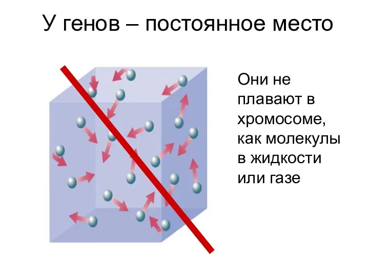 У генов – постоянное место Они не плавают в хромосоме, как молекулы в жидкости или газе