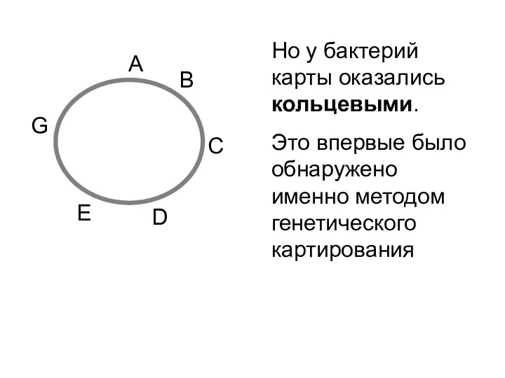 A B C D E G Но у бактерий карты оказались кольцевыми. Это