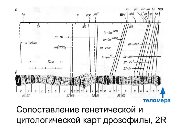 Сопоставление генетической и цитологической карт дрозофилы, 2R теломера