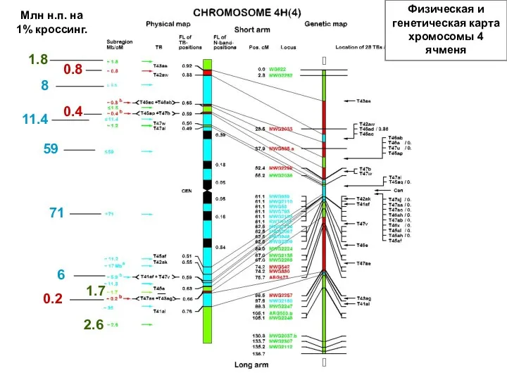 Физическая и генетическая карта хромосомы 4 ячменя Млн н.п. на 1% кроссинг. 0.2