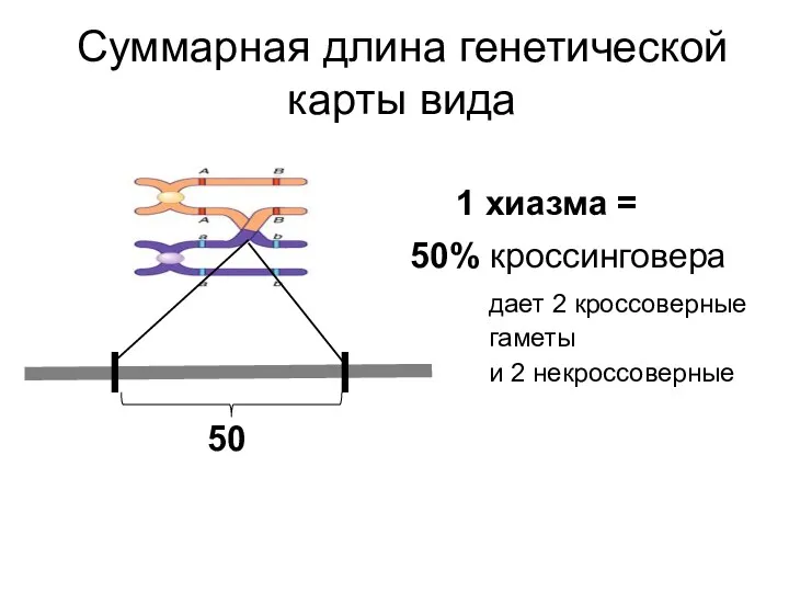 Суммарная длина генетической карты вида 1 хиазма = 50% кроссинговера 50 дает 2