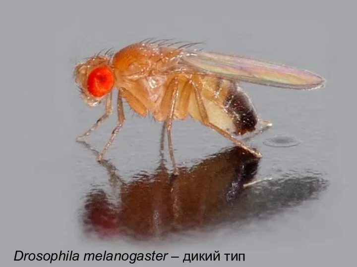 Drosophila melanogaster – дикий тип