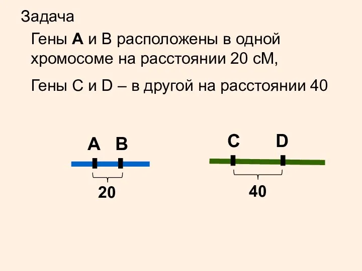 Задача A B Гены А и В расположены в одной хромосоме на расстоянии