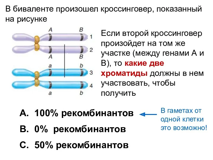 В биваленте произошел кроссинговер, показанный на рисунке A. 100% рекомбинантов B. 0% рекомбинантов