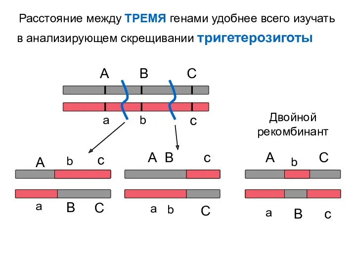 Расстояние между ТРЕМЯ генами удобнее всего изучать в анализирующем скрещивании