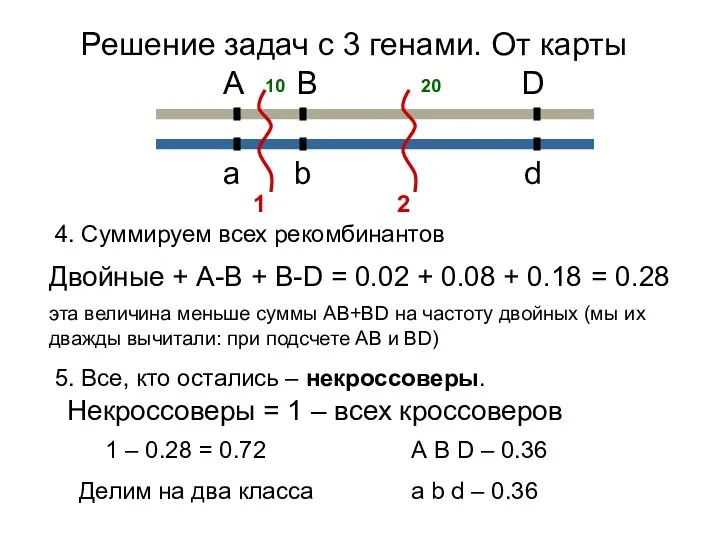 4. Суммируем всех рекомбинантов Двойные + А-В + В-D =