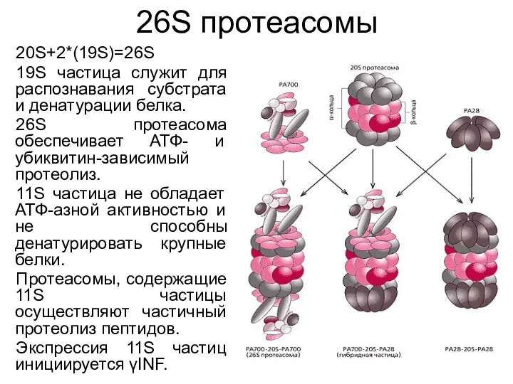 26S протеасомы 20S+2*(19S)=26S 19S частица служит для распознавания субстрата и денатурации белка. 26S