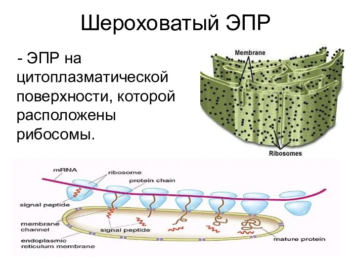 Шероховатый ЭПР - ЭПР на цитоплазматической поверхности, которой расположены рибосомы.