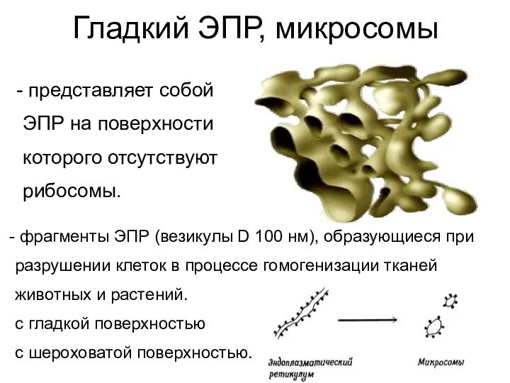 Гладкий ЭПР, микросомы представляет собой ЭПР на поверхности которого отсутствуют рибосомы. фрагменты ЭПР