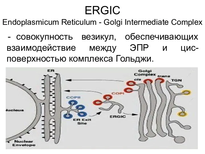 ERGIC Еndoplasmicum Reticulum - Golgi Intermediate Complex совокупность везикул, обеспечивающих взаимодействие между ЭПР