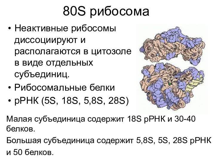 80S рибосома Неактивные рибосомы диссоциируют и располагаются в цитозоле в виде отдельных субъединиц.