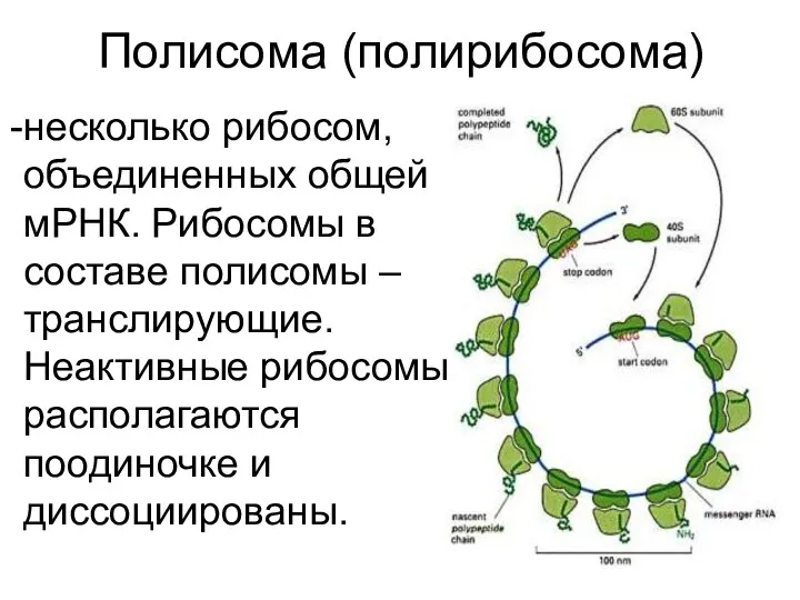 Полисома (полирибосома) несколько рибосом, объединенных общей мРНК. Рибосомы в составе полисомы – транслирующие.