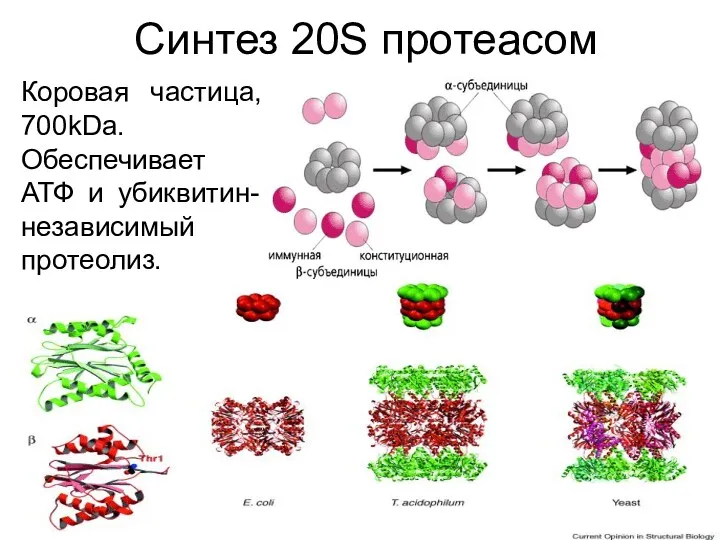 Синтез 20S протеасом Коровая частица, 700kDa. Обеспечивает АТФ и убиквитин-независимый протеолиз.