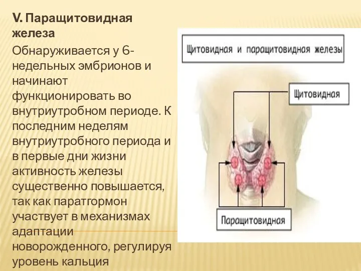 V. Паращитовидная железа Обнаруживается у 6-недельных эмбрионов и начинают функционировать