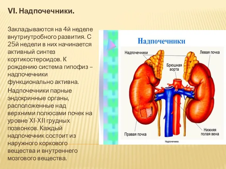 VI. Надпочечники. Закладываются на 4й неделе внутриутробного развития. С 25й