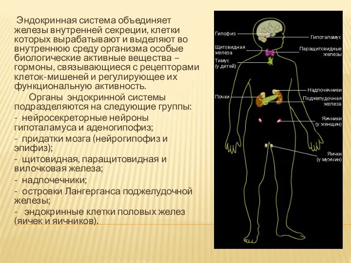 Эндокринная система объединяет железы внутренней секреции, клетки которых вырабатывают и