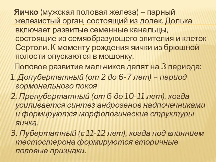 Яичко (мужская половая железа) – парный железистый орган, состоящий из