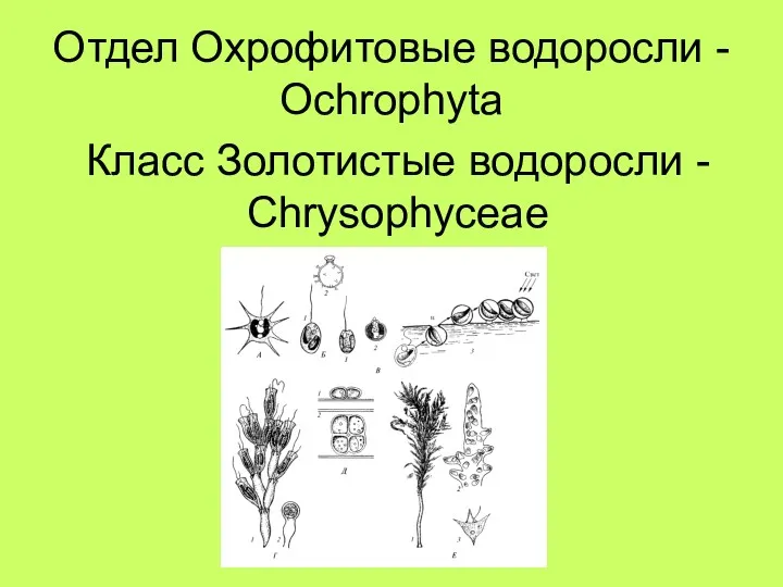 Отдел Охрофитовые водоросли - Ochrophyta Класс Золотистые водоросли - Chrysophyceae