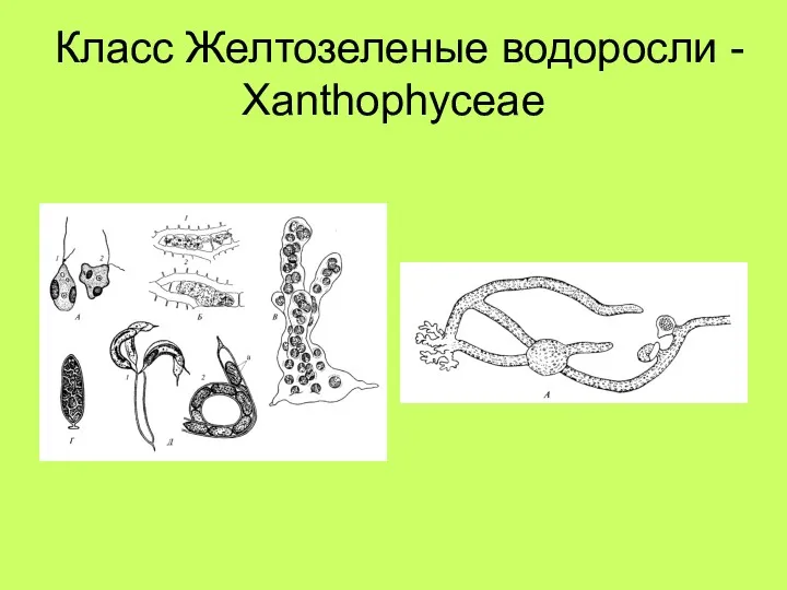 Класс Желтозеленые водоросли - Xanthophyceae