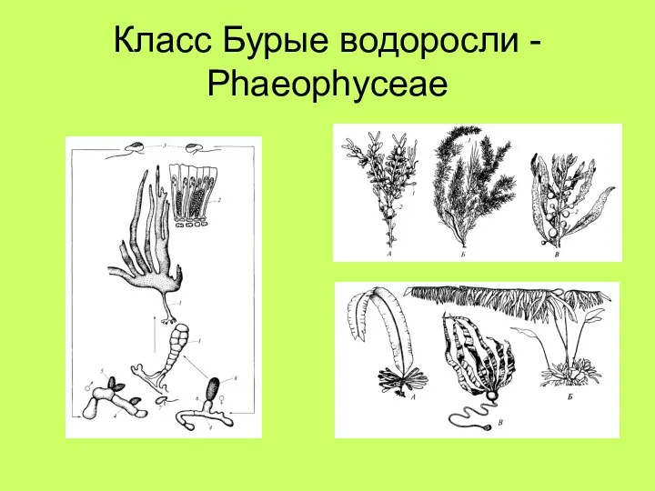 Класс Бурые водоросли - Phaeophyceae